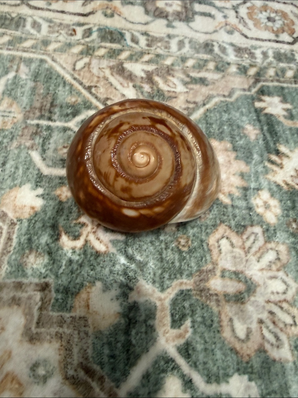 Large Natural Shiva Eye Turban Sea Shell 3” Coastal Beach Nautical Decor